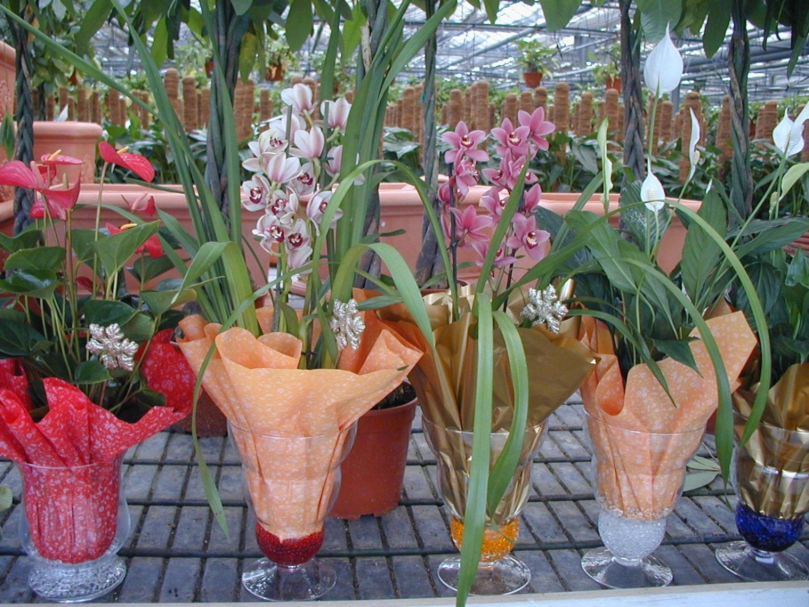Societa Agricola Mg Florplant Villa Francavilla Marittima Luaran gambar