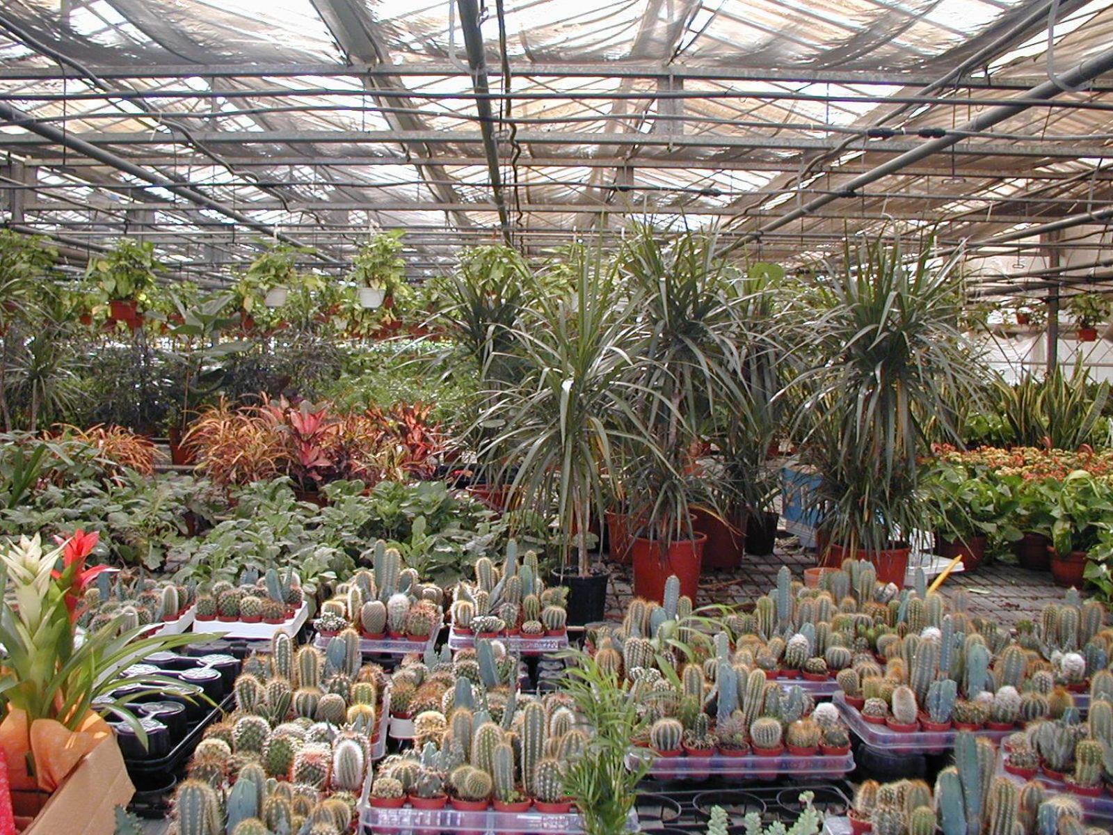 Societa Agricola Mg Florplant Villa Francavilla Marittima Luaran gambar
